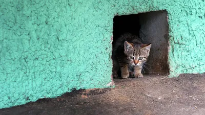 Фермер подобрал бездомных котят, оказавшихся леопардами / 21 декабря 2021 |  В мире, Новости дня 21.12.21 | © РИА Новый День