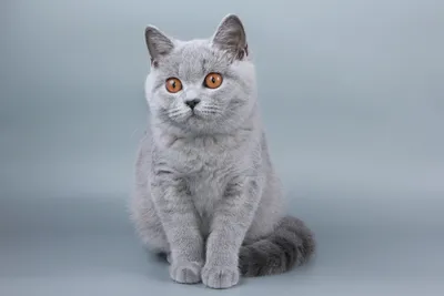 Какие особенности у шотландских вислоухих котят? | www.kakprosto.ru | Дзен