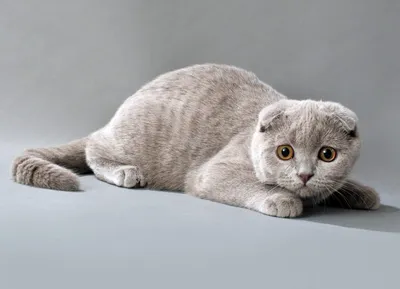 Британские котята из питомника «Silver smoke» | Котомир