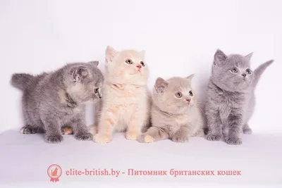 British kittens from Wonder-Plush Cattery, плюшевые британские котята -  Бывают ли британцы с голубыми глазами? . Очень часто, посмотрев фото котят  в инстаграмме, меня спрашивают \"такого же котенка, только с оранжевым  глазами\".... .