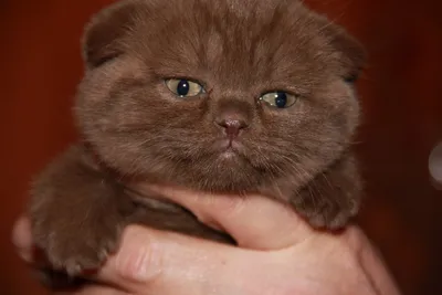 Шотландские котята котенок девочка вислоухая - 5000 грн, купить на ИЗИ  (86245257)