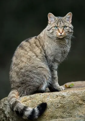20 редких диких кошек, о которых вы, скорее всего не знали | Wild cat  species, Wild cats, Cat species