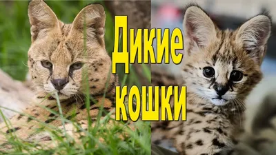 Дикие кошки и их малыши/Дикие коты. Познавательное видео для детей. -  YouTube