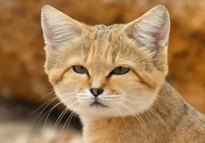13 самых красивых диких кошек мира. | INTERESTING PLANET | Дзен