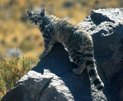 Дикие кошки фото и названия