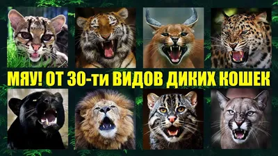 Как мяукают и рычат 30 видов диких кошек мира🐱 Кошачьи разговоры - YouTube