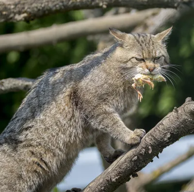 Приют диких котов в Хютшенроде (Wildkatzendorf Huetscheroda) - Германия -  Блог про интересные места