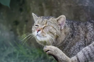 Приют диких котов в Хютшенроде (Wildkatzendorf Huetscheroda) - Дания - Блог  про интересные места