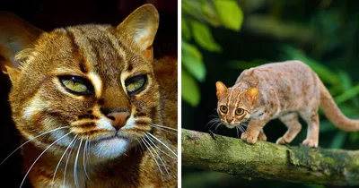 12 видов диких кошек, о которых вы не знали » BigPicture.ru