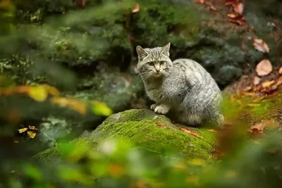 10 классных диких кошек, о которых мало кто знает