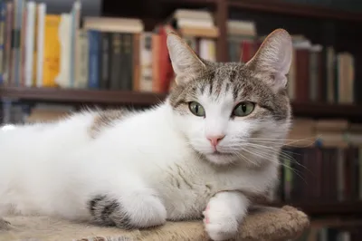8-дюймовый Японский керамический счастливый кот Манеки Неко с дарумой, кот  удачи фэншуй, поделки, коробка для денег, украшение для дома и рабочего  стола, подарок | AliExpress
