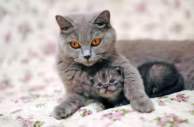 Мама кошка целует котенка. Кошка обнимает котенка и прижимает морду котенка  к своей. Кошка крепко держит ребенка котенка. Кошка серая, пушистая. Котенок  маленький, белый с рыжим. Семья кошек. Stock Photo | Adobe