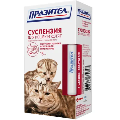 Картинки котят кошек» — создано в Шедевруме