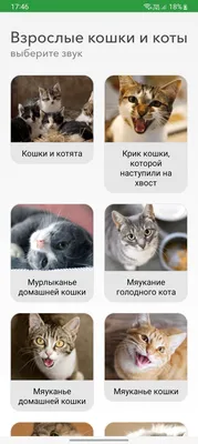 Купить Лакомство Мнямс для кошек и котят \"кусочки\" из лосося 35 г в  интернет-магазине Мнямс