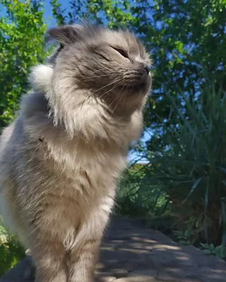 иллюстрация водокраски фавн-флюффи-коти-коти-кота Стоковое Изображение -  изображение насчитывающей створка, пушисто: 278424015