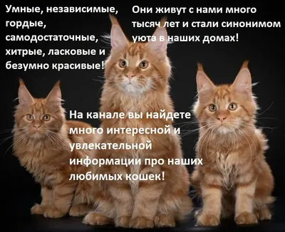 Коты-якудза. Боссы японской мафии | Пикабу