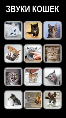 Обои с котиками – скачать приложение для Android – Каталог RuStore