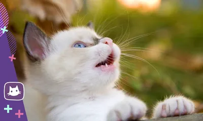 Cute Kitten Live Wallpaper для Android — Скачать