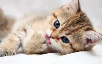 Cute Kitten Live Wallpaper для Android — Скачать