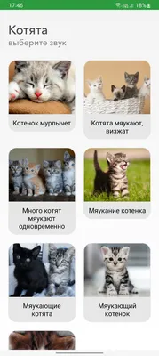 41+ Котят обои на рабочий стол, компьютер, телефон, iPhone, Android,  Windows от edwinanderson