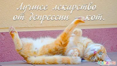 Смешные мемы с котами | Мемы, Котята, Смешные мемы