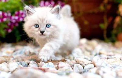 Люди нашли на улице котят-сироток с особенностями развития » Кошка Ветра