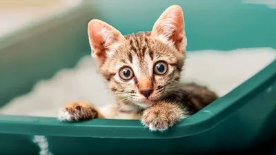 Кошачья фотография, или Как получить живые и очаровательные портреты котят