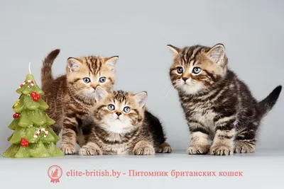 Как уложить спать котенка - Purina.ru