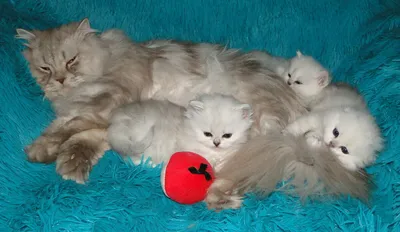 Мильбемакс антигельминтик для котят и молодых кошек (1 таб/1-2 кг) купить в  «ЗооОптТорг.РФ»