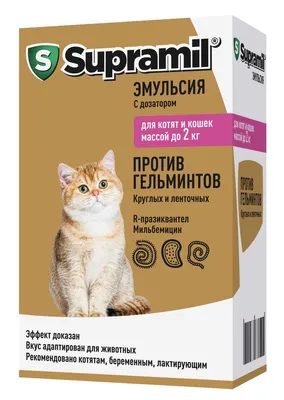 Сколько раз в день нужно кормить котенка - Petstory