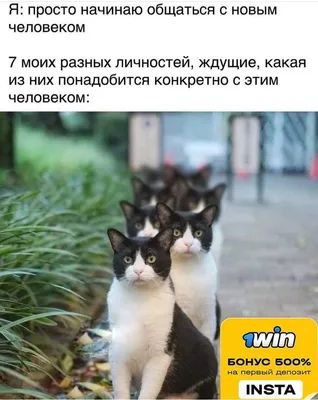 Смешные мемы фразы на каждый день мемы с котами подруги переписки мемчики  на аву storis threads + | Смешные мемы, Мемы, Смешные счастливые дни  рождения