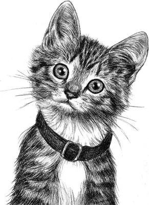 Картинки котов рисунки