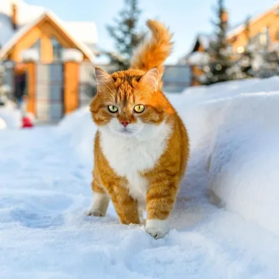 Картинки коты зимой