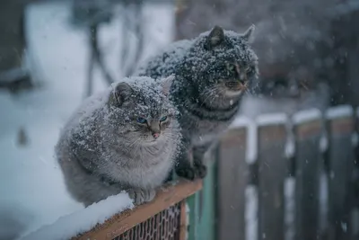 Как Коты Выживают Холодной Зимой | Дневник кота Васи | Дзен