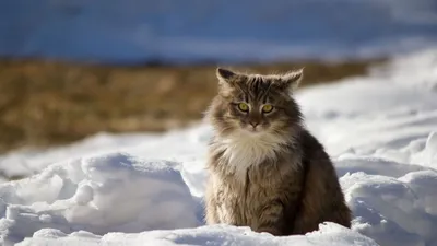 Картина маслом \"Зимний кот\". Зима. Снег. Природа в интернет-магазине  Ярмарка Мастеров по цене 6000 ₽ – MRXUARU | Картины, Королев - доставка по  России