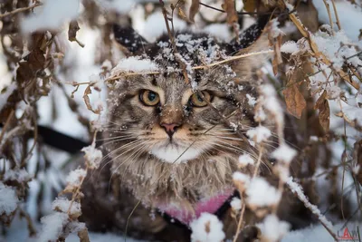 Коты зимой хотят домой в тепло