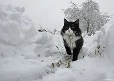 кот в снегу смотрит в камеру, картина зимнего кота, кошка, зима фон  картинки и Фото для бесплатной загрузки