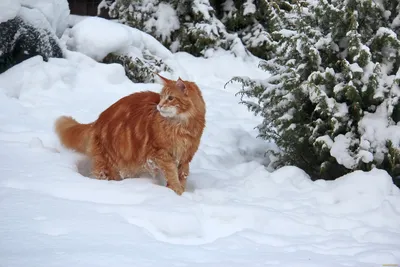 Как Коты Выживают Холодной Зимой | Дневник кота Васи | Дзен