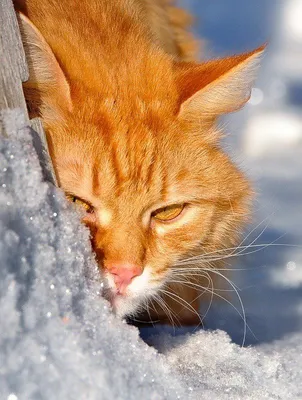 Кошки прекрасно выживают на дачах. Даже зимой (нет) | Пикабу