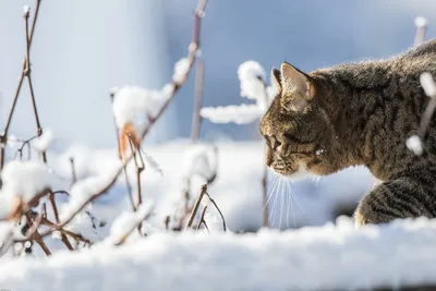 Первая зима рыжего кота) | Пикабу