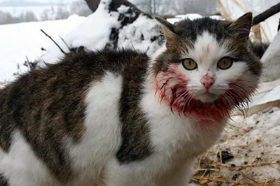 Зимние коты: котики резвятся в снегу 🌨❄ Сколько градусов мороза может  выдержать кот? | Жена Звездочета | Дзен