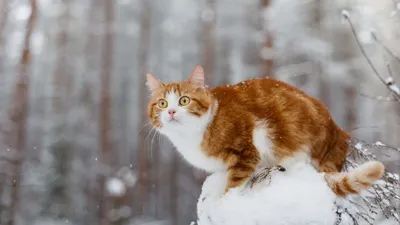 Кошки прекрасно выживают на дачах. Даже зимой (нет) | Пикабу