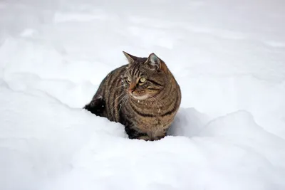 Как Коты Выживают Холодной Зимой | Дневник кота Васи | Дзен