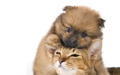Фото милых котят и щенят (203 фото) - фото - картинки и рисунки: скачать  бесплатно