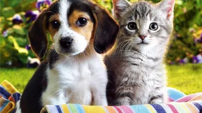 Купить Бутылочки для кормления щенков и котят Бутылочка для кормления  домашних животных | Joom