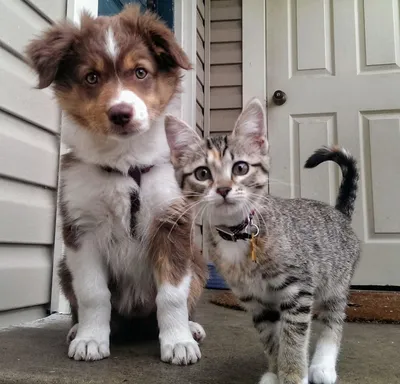 Симпатичные котята и щенки (63 фото)