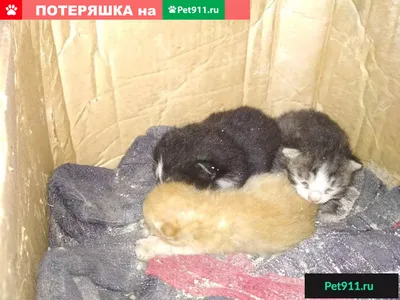 два маленьких котят стоковое фото. изображение насчитывающей цвет -  278227880