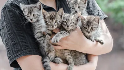 Множество маленьких котят сидят перед…» — создано в Шедевруме