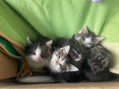 Три маленьких котенка из штата Мэн стоковое фото ©ivonnewierink 8143969