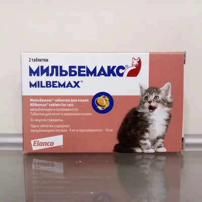 Морда маленького котенка крупно. Котенок белый с рыжим. Котенку один месяц.  Кот смотрит прямо. Удивительные глаза - голубые с желтым Photos | Adobe  Stock